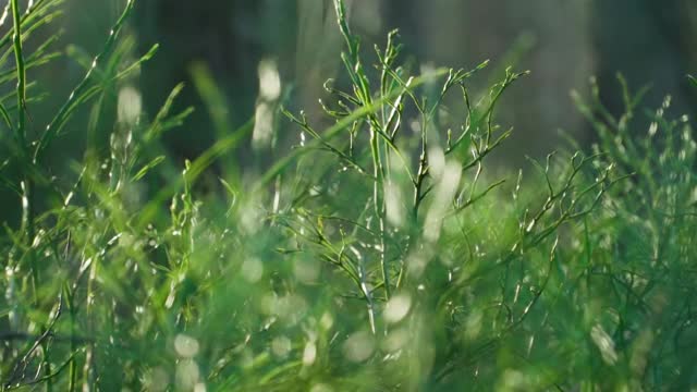 在无雪的冬天，森林里光秃秃的蓝莓丛。较低的冬季阳光。特写镜头。视频素材