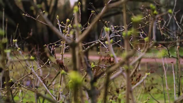 丁香花在无雪的冬天开花。特写镜头。视频素材