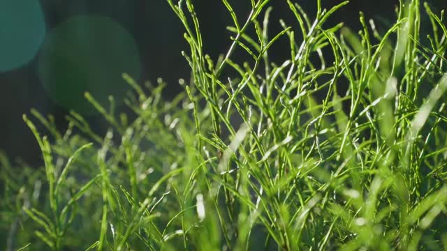 在无雪的冬天，森林里光秃秃的蓝莓丛。较低的冬季阳光。特写镜头。视频下载