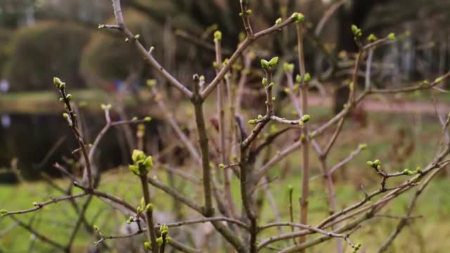 丁香花在无雪的冬天开花。特写镜头。视频下载