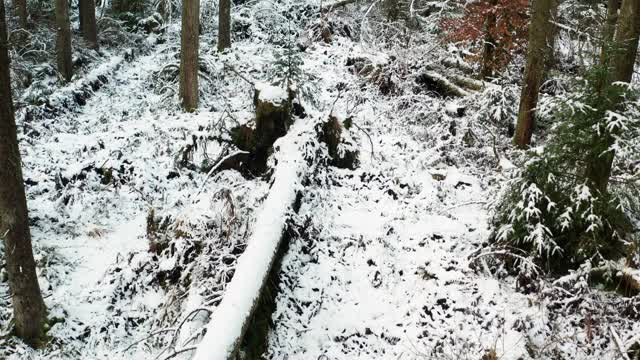 这架无人机正在苏格兰西南部的邓弗里斯和加洛韦被白雪覆盖的森林中飞行视频素材