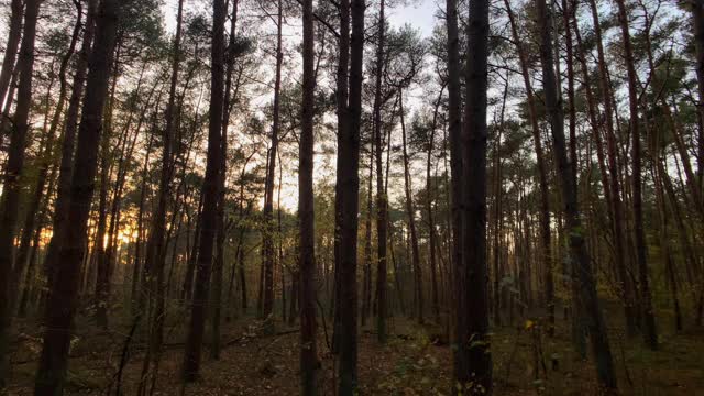 秋天森林树木日落自然背景视频素材