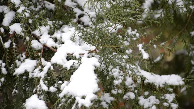 一根有雪的针枝视频素材