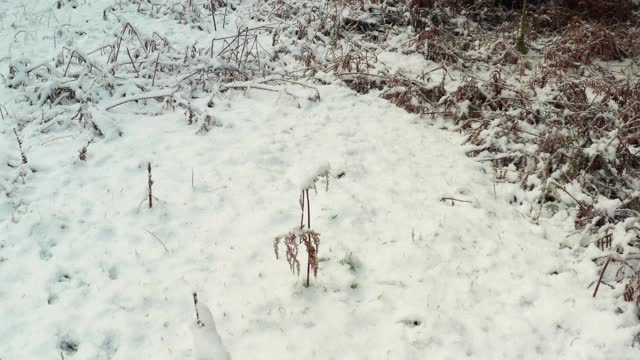 在苏格兰西南部的邓弗里斯和加洛韦，一架无人机低空飞过一条被雪覆盖的道路视频素材