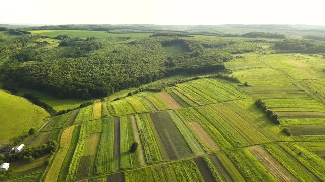 鸟瞰图绿色农田在春季播种季节后的新鲜植被。视频素材