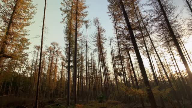 秋日森林里的落叶是大自然日落的背景视频素材