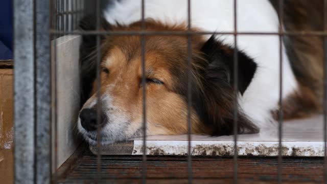 这是一只可爱的设得兰牧羊犬躺在笼子里，眼睛闪闪发光的特写。视频素材