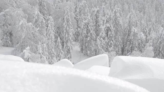 冬天的森林里有降雪和暴风雪。大雪堆在前景。冰冻的树木作为飘落的雪花的背景。新鲜的雪把风景变成了冬天的童话。视频素材