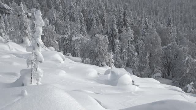 阳光灿烂的冬日。雪平滑地落在山坡上，有雪堆和冰冻的树木。景观与冷杉树和白色森林。视频素材