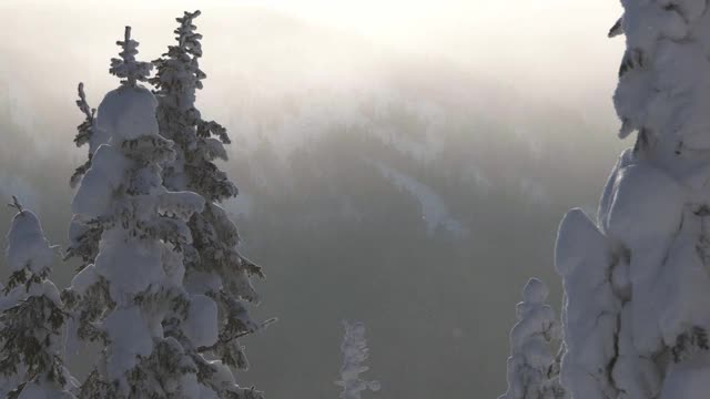 雪花落在阳光下霜冻的树木之间。雪花从有冬季森林的山坡上冒出来。风吹动树枝。暴风雪使冷杉披上了一层霜。视频素材