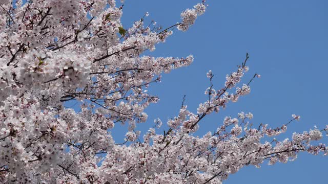 樱花落视频素材