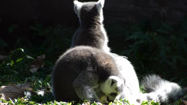 环尾狐猴视频素材