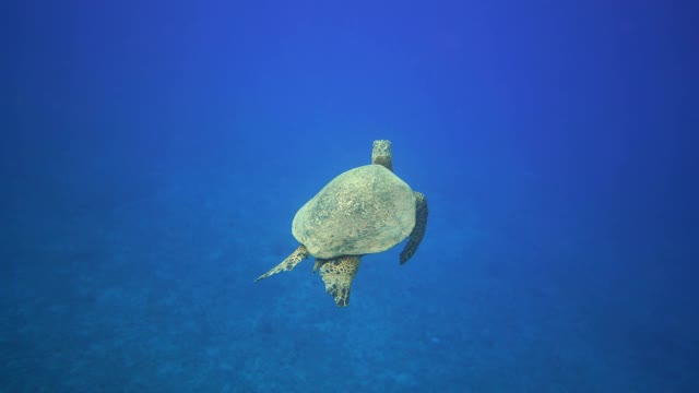 乌龟休息视频素材