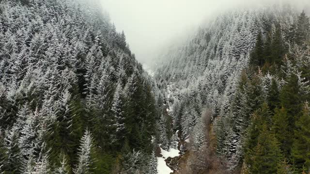 雪覆盖的森林视频素材