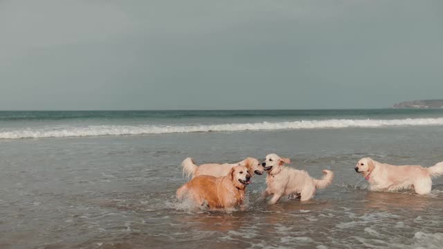 金毛寻回犬在海中嬉戏视频素材