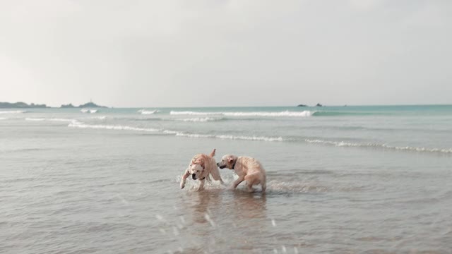 金毛寻回犬在海中嬉戏视频素材