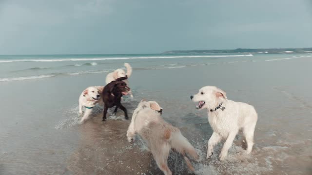 金毛寻回犬和黑色拉布拉多在海中嬉戏视频素材