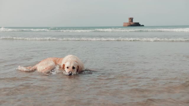 金毛猎犬躺在海里视频素材