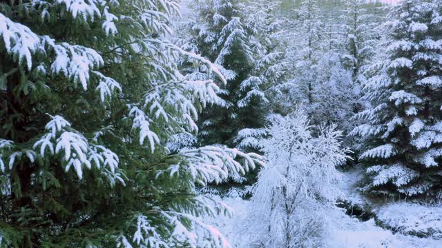 在苏格兰西南部的邓弗里斯和加洛韦，一架无人机在覆盖着积雪的冷杉前缓慢行驶视频素材