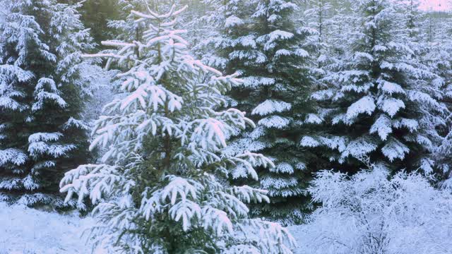 这是一架无人机在苏格兰西南部的邓弗里斯和加洛韦被白雪覆盖的冷杉前拍摄的画面视频素材