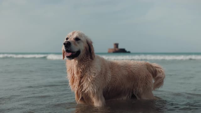 海中的金毛寻回犬视频素材