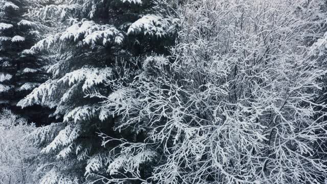 在苏格兰西南部的邓弗里斯和加洛韦，这架无人机正从被雪覆盖的冷杉中飞过视频素材