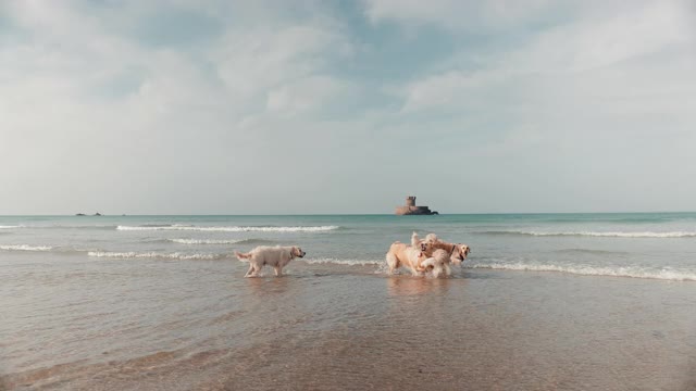 金毛寻回犬在海中嬉戏视频素材