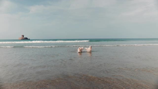 金毛寻回犬在海里奔跑视频素材