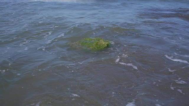 带白色泡沫的波浪在泥泞的海水中被带着海藻的石头打碎视频素材