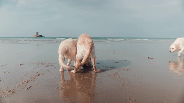 在海滩上玩耍的金毛猎犬视频素材