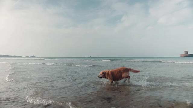 金毛寻回犬在海里奔跑视频素材