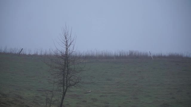 全景的牧场。马在上面吃草和玩耍的田地和木栅栏视频下载