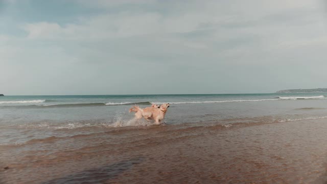 金毛寻回犬在海中嬉戏视频素材