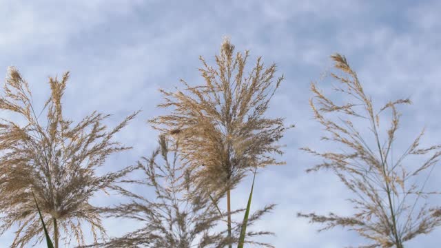 风吹芦苇草花视频素材