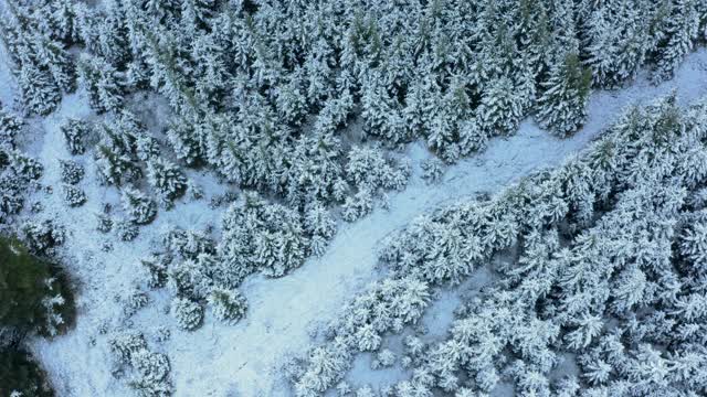 在苏格兰西南部的邓弗里斯和加洛韦，高角度的冷杉树被雪覆盖视频素材