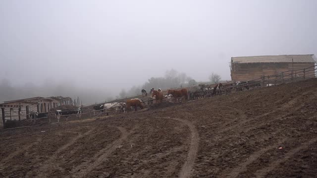 农场牧场在山区。马在田里吃草视频素材