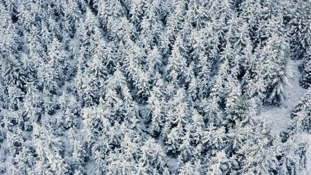 在苏格兰西南部的邓弗里斯和加洛韦，冷杉树被雪覆盖的鸟瞰图视频素材