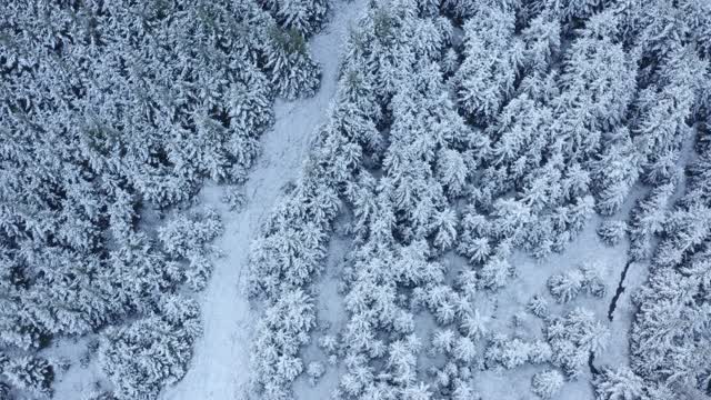 在苏格兰西南部的邓弗里斯和加洛韦，一架无人机俯瞰被雪覆盖的冷杉树视频素材