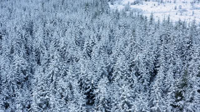 在苏格兰西南部的邓弗里斯和加洛韦，这架无人机正飞过被积雪覆盖的冷杉树视频素材