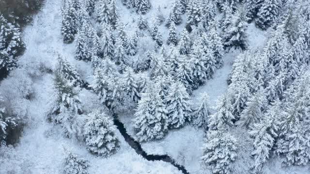 这是苏格兰西南部邓弗里斯和加洛韦被雪覆盖的冷杉树的鸟瞰图视频素材