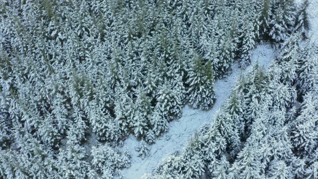 在苏格兰西南部的邓弗里斯和加洛韦，高角度鸟瞰覆盖在雪中的冷杉树视频素材