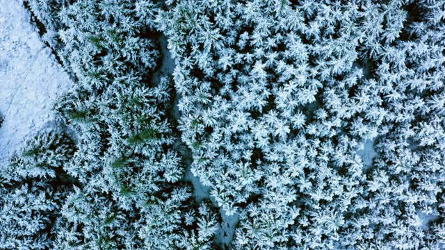 在苏格兰西南部的邓弗里斯和加洛韦，一架无人机正从被雪覆盖的冷杉上飞过视频素材