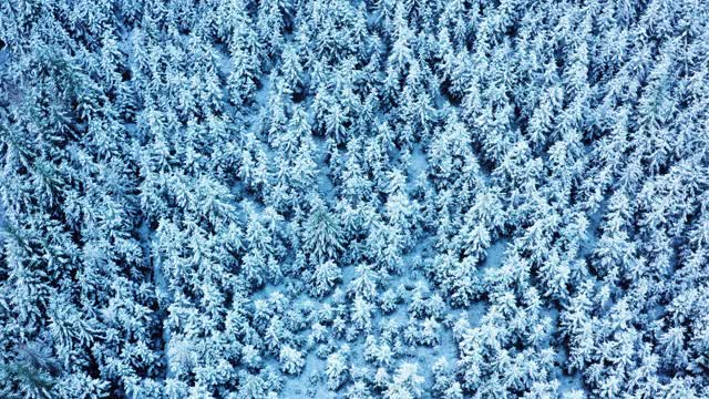 在苏格兰西南部的邓弗里斯和加洛韦，一架无人机降落在被雪覆盖的冷杉上视频素材