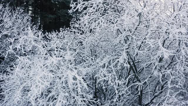 在苏格兰西南部的邓弗里斯和加洛韦，一架无人机飞过被雪覆盖的树木和灌木丛视频素材