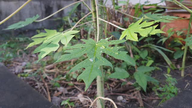 滴在叶子上。视频素材