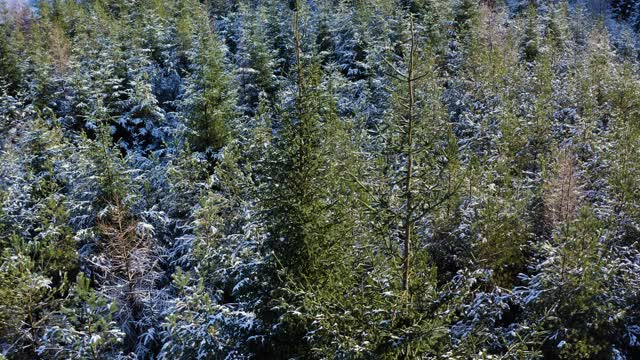 在苏格兰西南部的邓弗里斯和加洛韦，一架无人机在被雪覆盖的冷杉旁降落视频素材