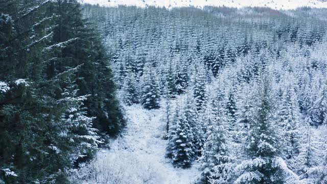 在苏格兰西南部的邓弗里斯和加洛韦，一架无人机飞过被雪覆盖的树林和灌木丛视频素材