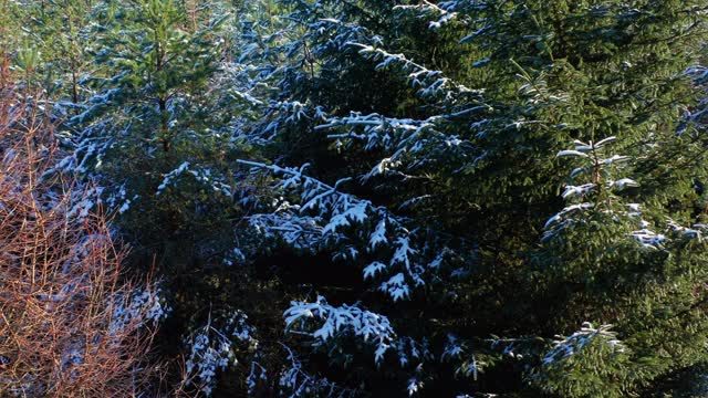 在苏格兰西南部的邓弗里斯和加洛韦，一架无人机在覆盖着积雪的冷杉前缓慢行驶视频素材