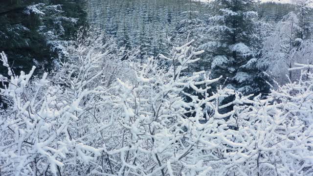 在苏格兰西南部的邓弗里斯和加洛韦，一架无人机飞过被雪覆盖的树木和灌木丛视频素材