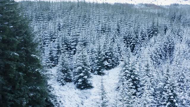 在苏格兰西南部的邓弗里斯和加洛韦，一架无人机飞过被雪覆盖的树木和灌木丛中的一条小路视频素材